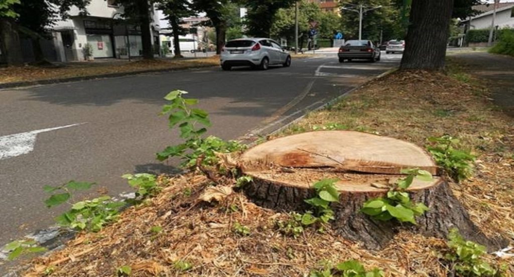 ecatombe di alberi per il 5g