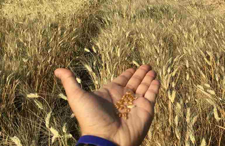 grano al glifosato