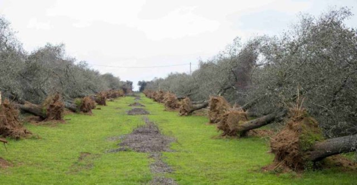 xylella puglia gasdotto
