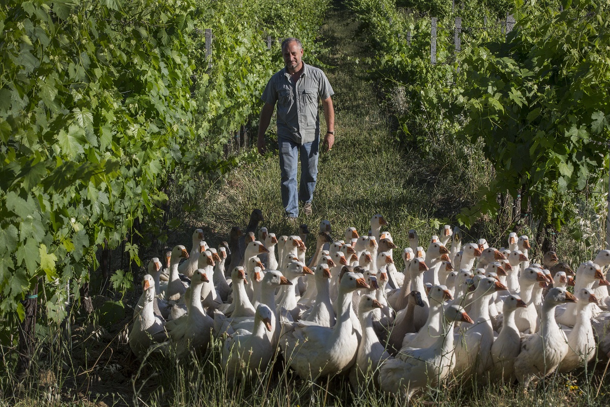 vigna bio oche al posto dei diserbanti