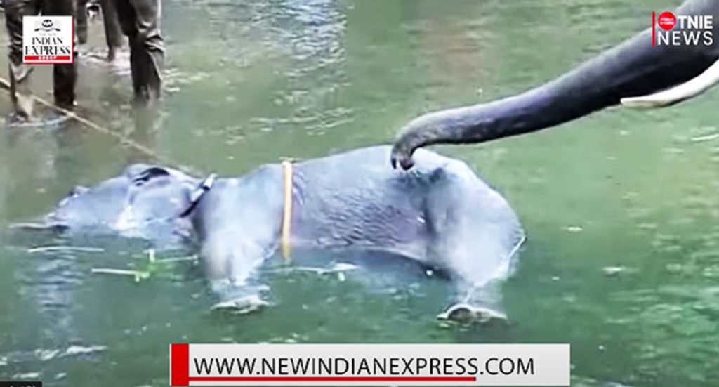 Elefante morto in India con ananas pieno di petardi