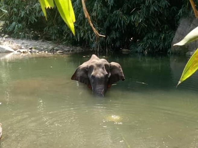 elefante ucciso con petardi in ananas India