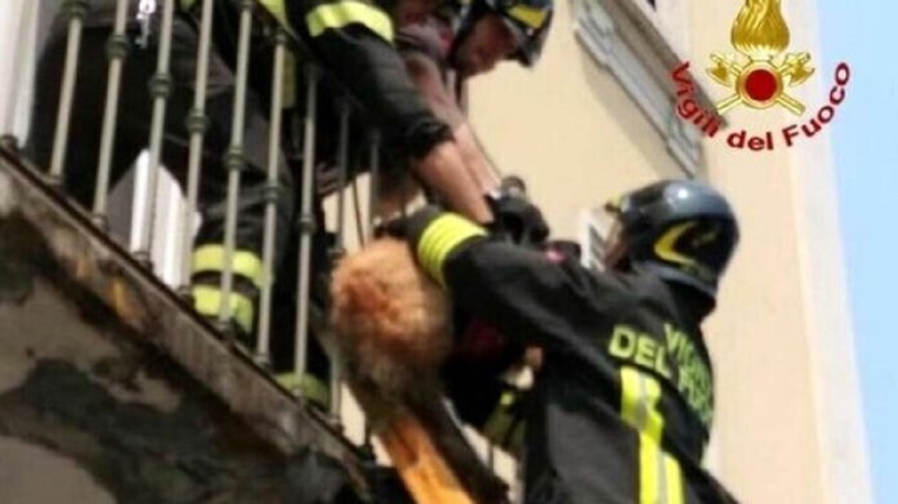 salvataggio cane su balcone caltanissetta vigili del fuoco