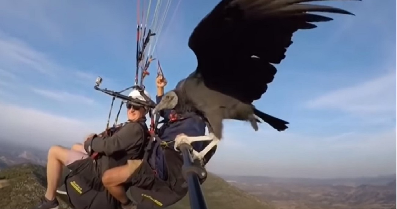 avvoltoio guida parapendio in volo mason