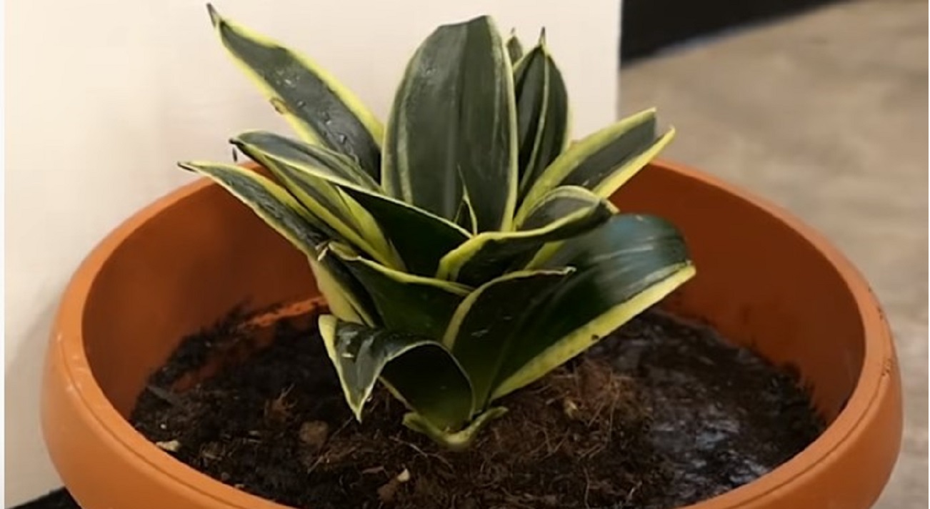 sansevieria absorbe la humedad