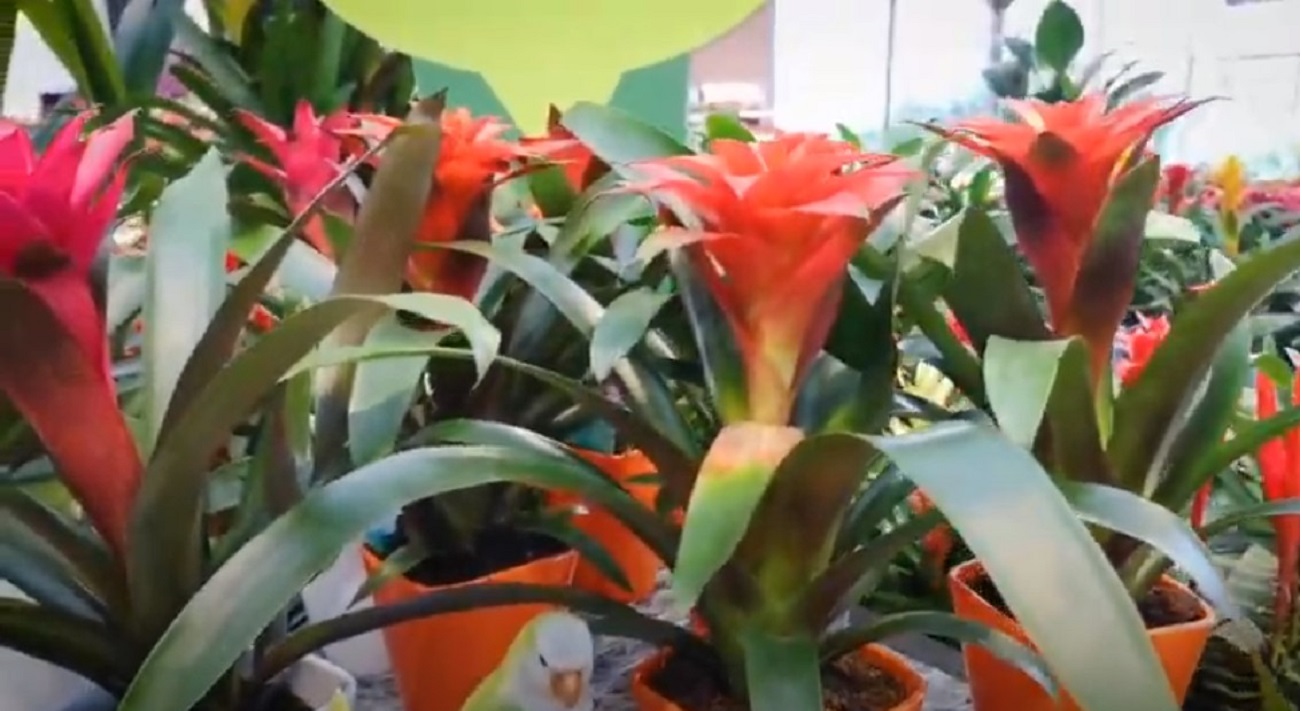 Pianta da appartamento Bromelia