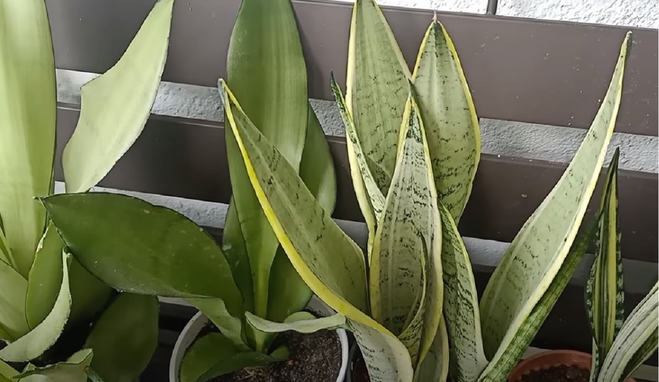 Sansevieria