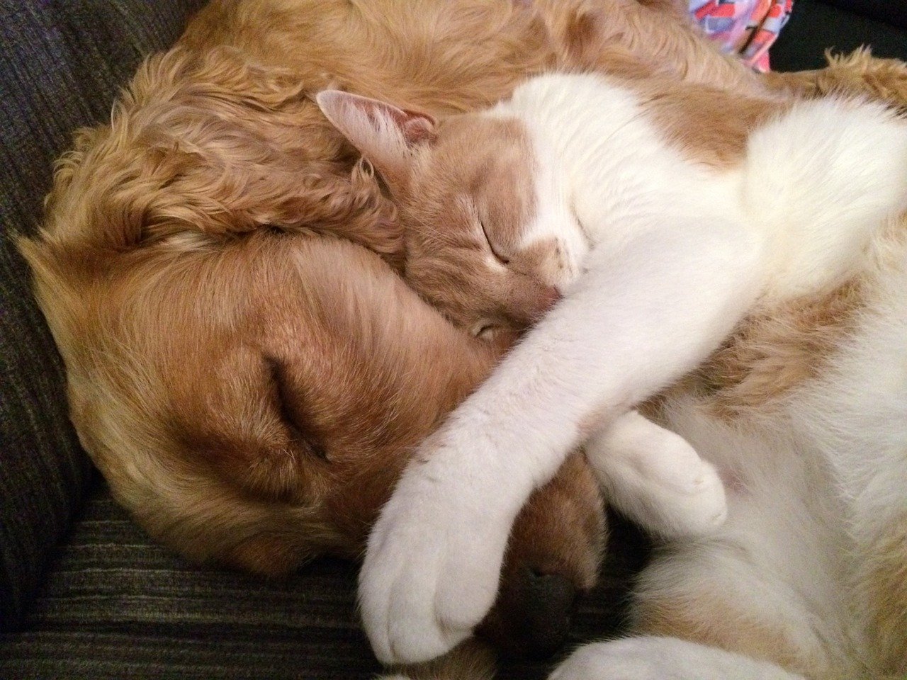 Cane e gatto che dormono Cane e gatto che dormono