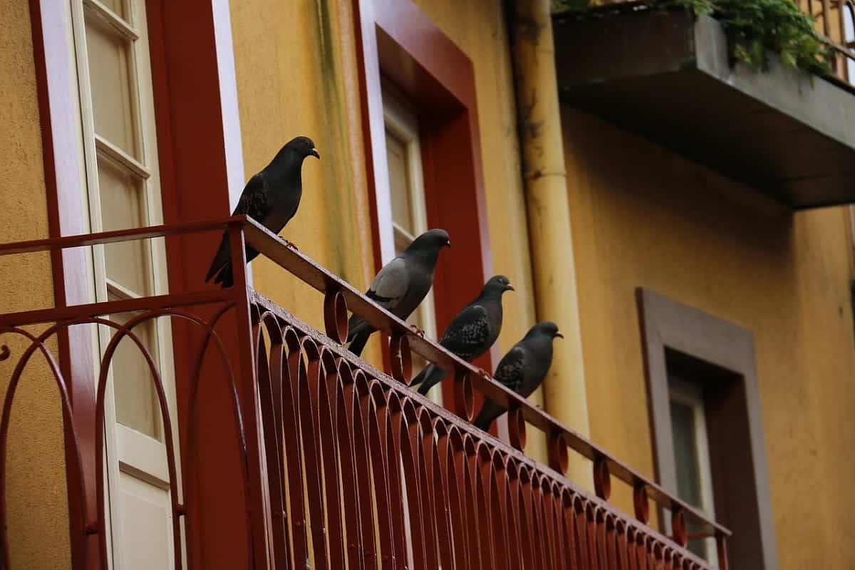 Piccioni sul balcone