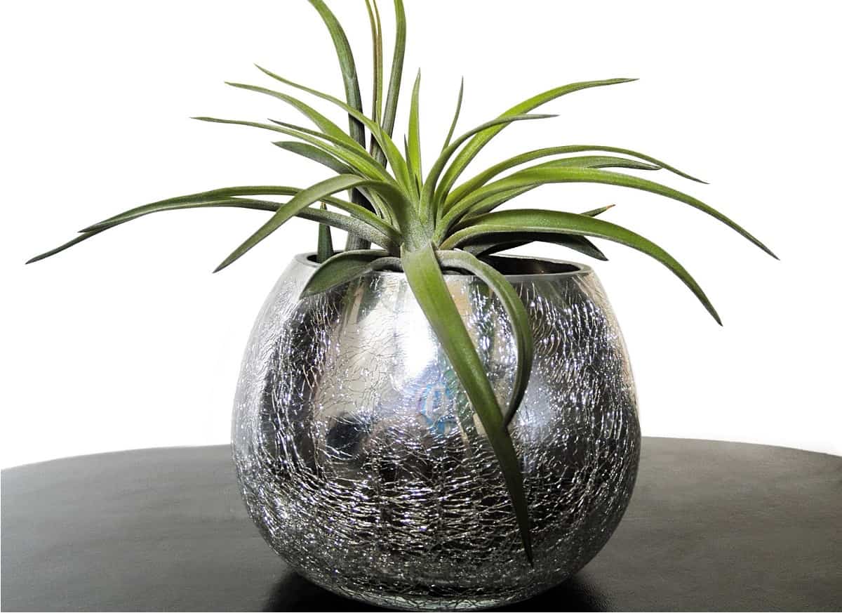 Tillandsia