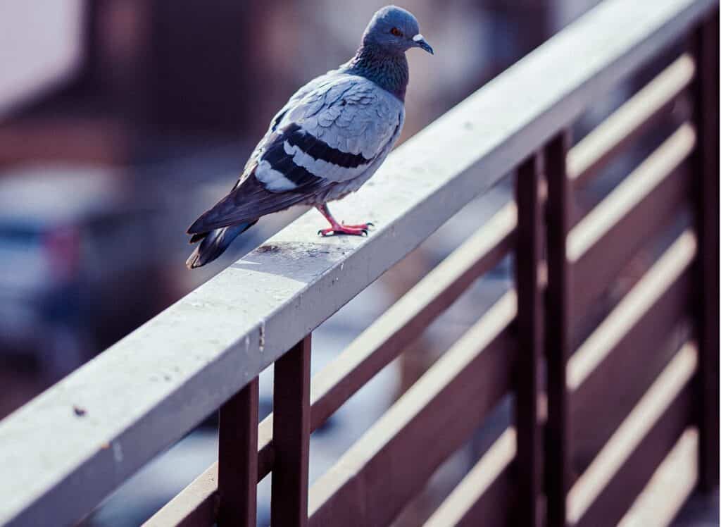 Piccione sul terrazzo