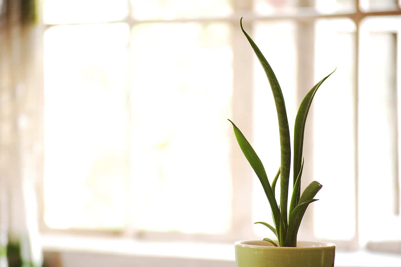 Sansevieria in vaso