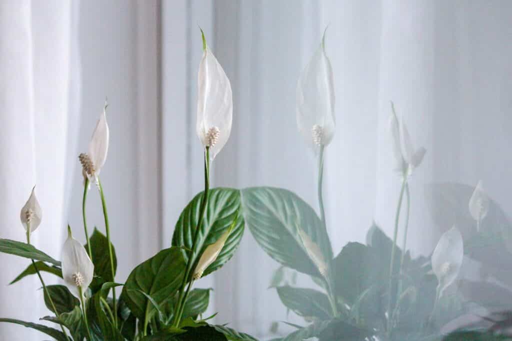 Spathiphyllum in vaso