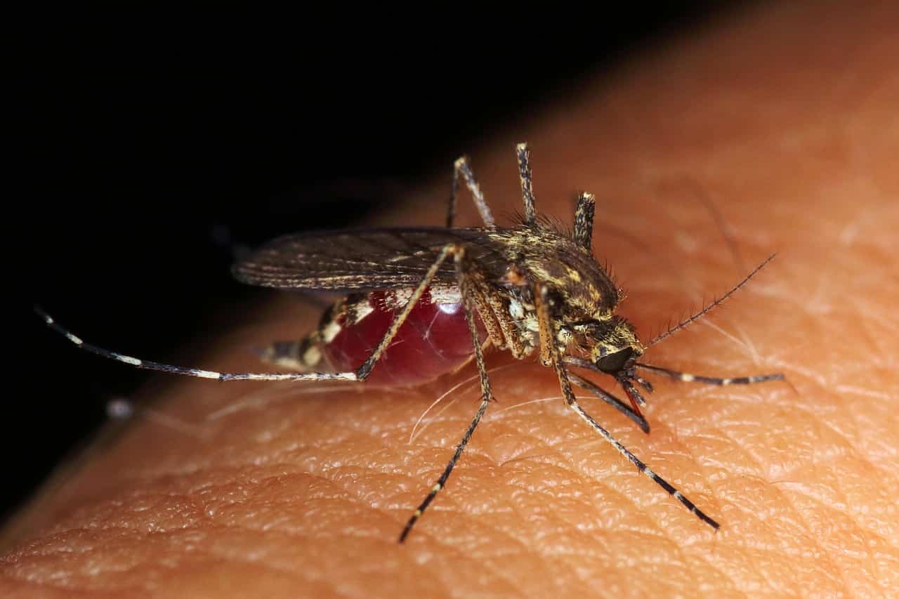 Zanzara sulla pelle