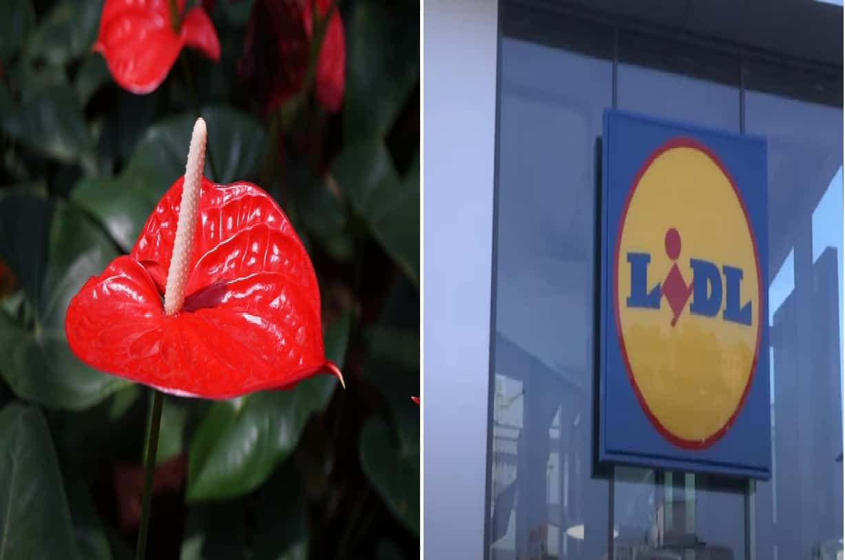 Le piante Lidl da interno ed esterno in promozione questa settimana