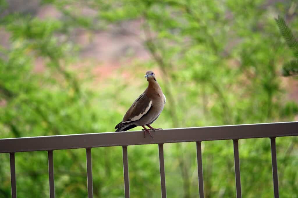 Le piante da mettere sul balcone che allontanano i piccioni