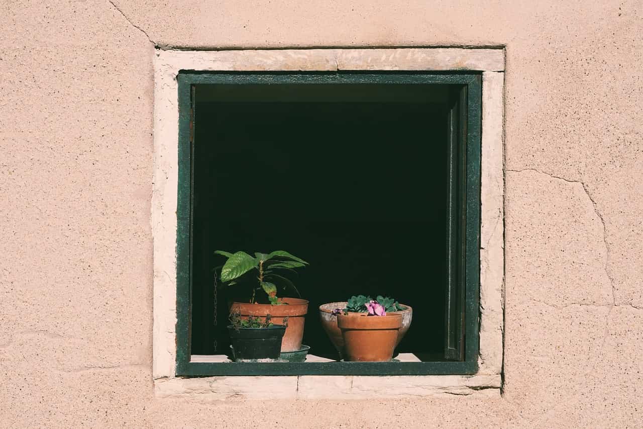 Le piante da mettere sul davanzale delle finestre per non far entrare mosche e zanzare in casa