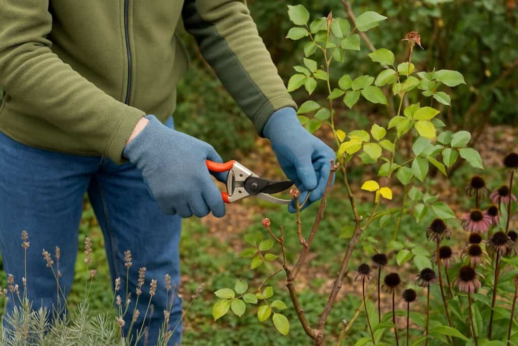 Mani con guanti da giardinaggio potano un ramo secco di rosa nel giardino durante il mese di ottobre, con lavanda ed echinacea sullo sfondo