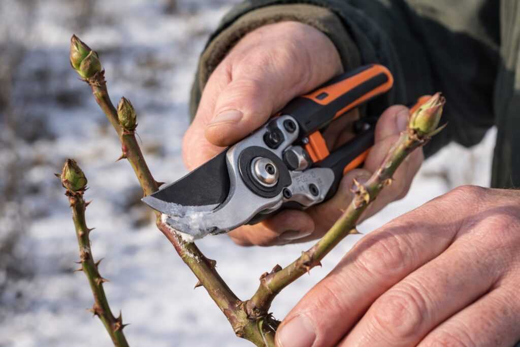 Persona esperta che pota con precisione un ramo di rosa a febbraio usando cesoie professionali, con gemme verdi in primo piano e luce solare invernale.