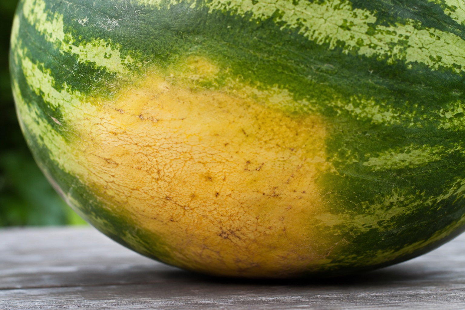 parte inferiore di un'anguria che mostra una grande e netta macchia di colore giallo crema sulla buccia verde striata